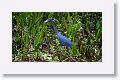Little Blue Heron