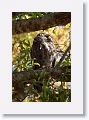 Male Great Horned Owl, still in his favorite tree (away from mom and the kids)