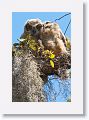 Great Horned Owl chicks about 10 weeks old