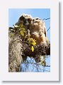 Great Horned Owl chicks about 10 weeks old