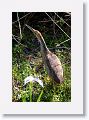 American Bittern