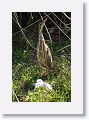 American Bittern