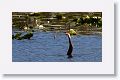 Anhinga