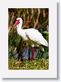 White Ibis in breeding plumage