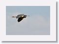 Tricolored Heron