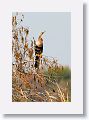 Anhinga Anhinga