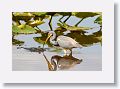 Tricolored Heron