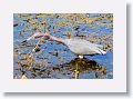 Little Blue Egret