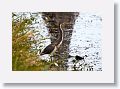 Tri-colored Heron