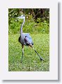 Great Blue Egret