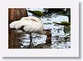 Juvenile Wood Stork