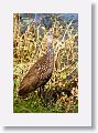 Limpkin