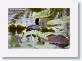 Coot