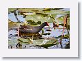 Moorhen