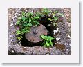 Nevis-056
