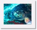 D4D2-SharklessWall * (43 Slides)