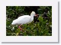 Guadeloupe-022