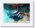 D7D2-GrandeIslet * (57 Slides)