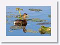 Grebe