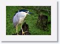 Black-crowned Night Heron