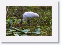 Woodstork
