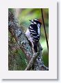Downy Woodpecker