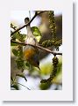 Northern Parula