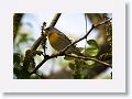 Northern Parula