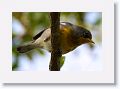 Northern Parula