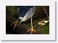 Black-crowned Night Heron
