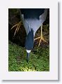 Black-crowned Night Heron