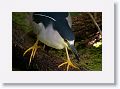 Black-crowned Night Heron