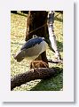 Black-crowned Night Heron