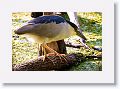 Black-crowned Night Heron