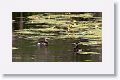 Pied-billed Grebe