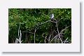 Belted Kingfisher