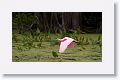 Roseate Spoonbill