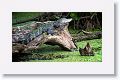 Alligator