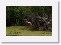 Roseate Spoonbill