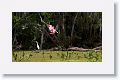 Roseate Spoonbill
