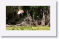 Roseate Spoonbill