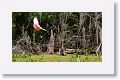 Roseate Spoonbill