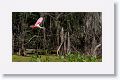 Roseate Spoonbill