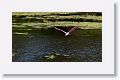 Roseate Spoonbill