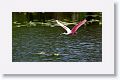 Roseate Spoonbill