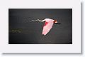 Roseate Spoonbill
