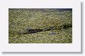 Alligator