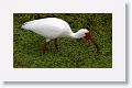 White Ibis in breeding plumage