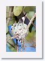 Ruby-throated Hummingbird