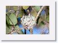Ruby-throated Hummingbird